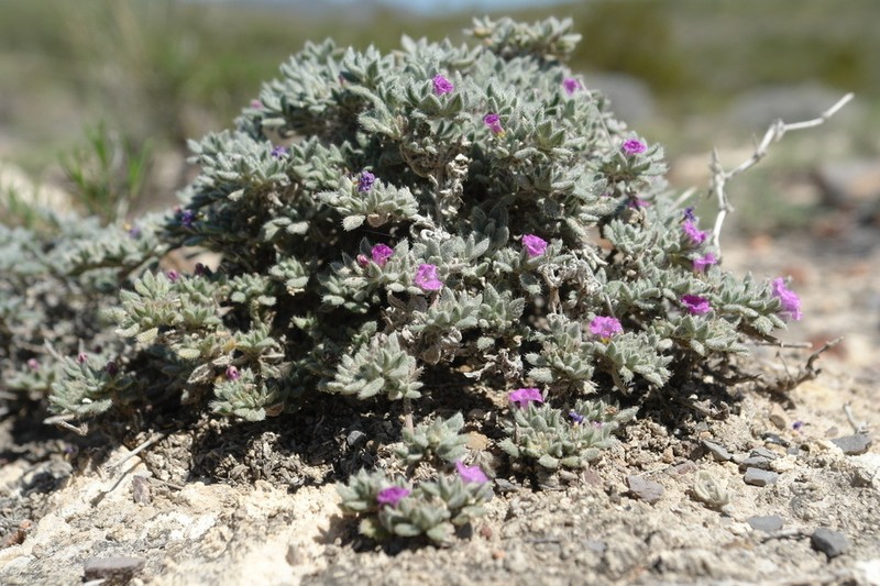 Mexican Crinklemat photo 3