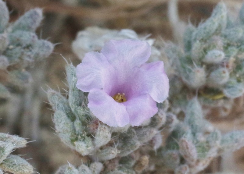 Mexican Crinklemat photo 4