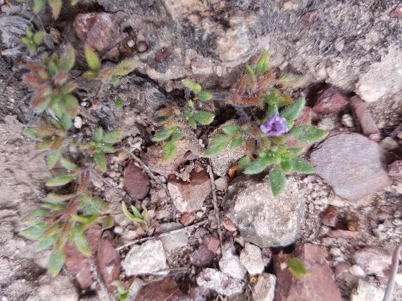 Mexican Crinklemat photo 5