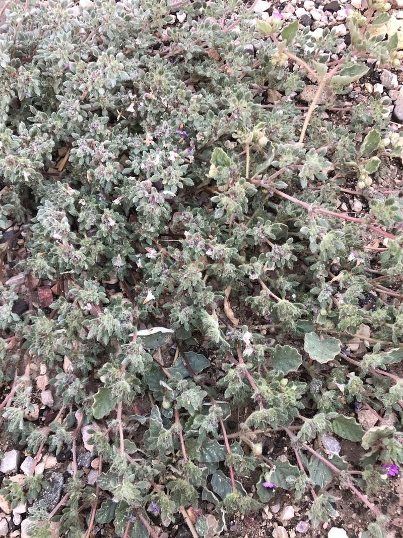 Mexican Crinklemat photo 6