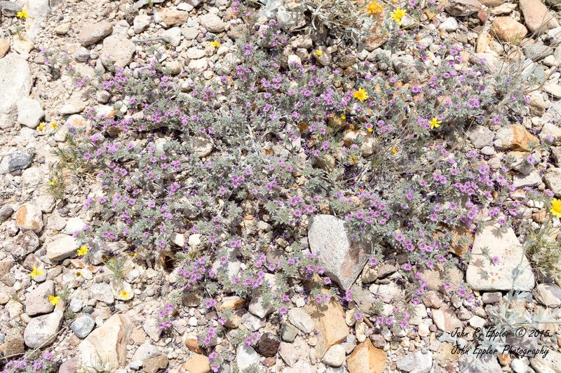 Mexican Crinklemat photo 7