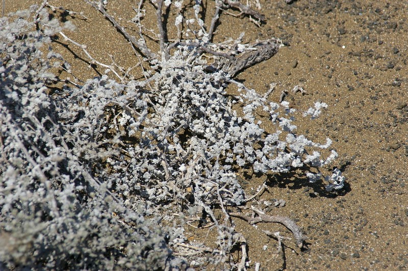 Tiquilia nesiotica photo 3
