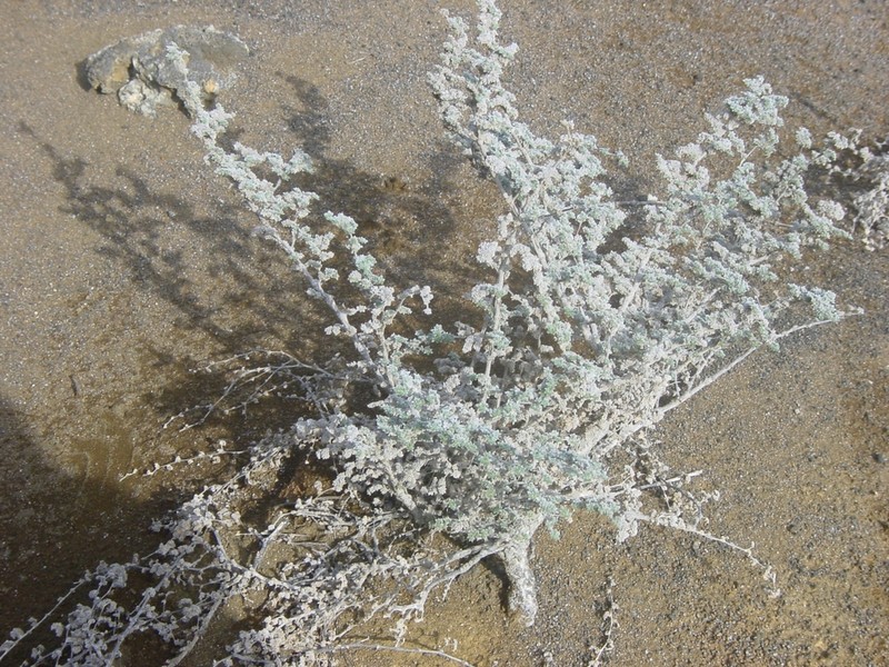 Tiquilia nesiotica photo 4