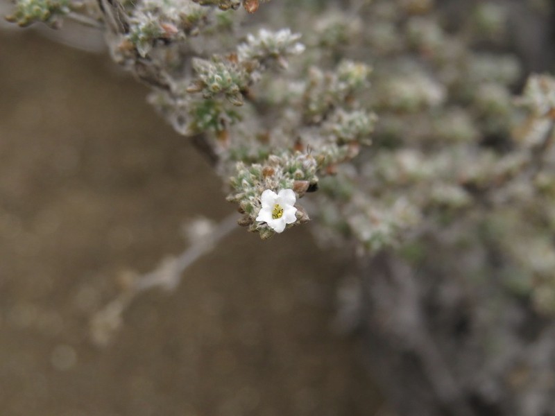Tiquilia nesiotica photo 7