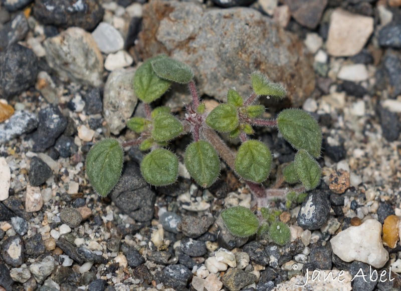 Nuttall's Crinklemat photo 8