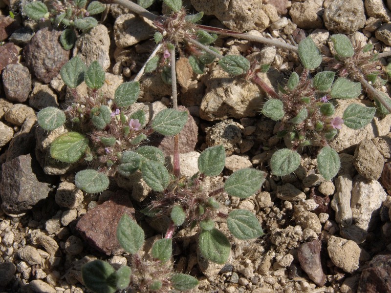 Nuttall's Crinklemat photo 3