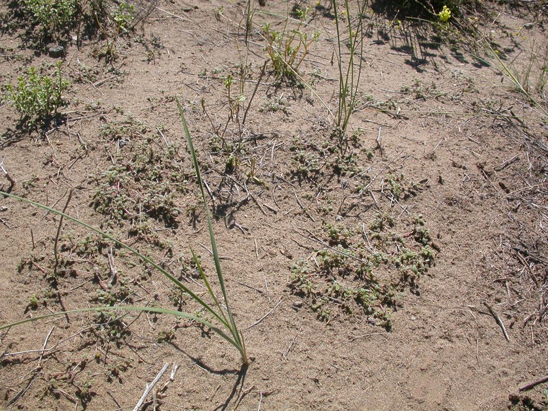 Nuttall's Crinklemat photo 5