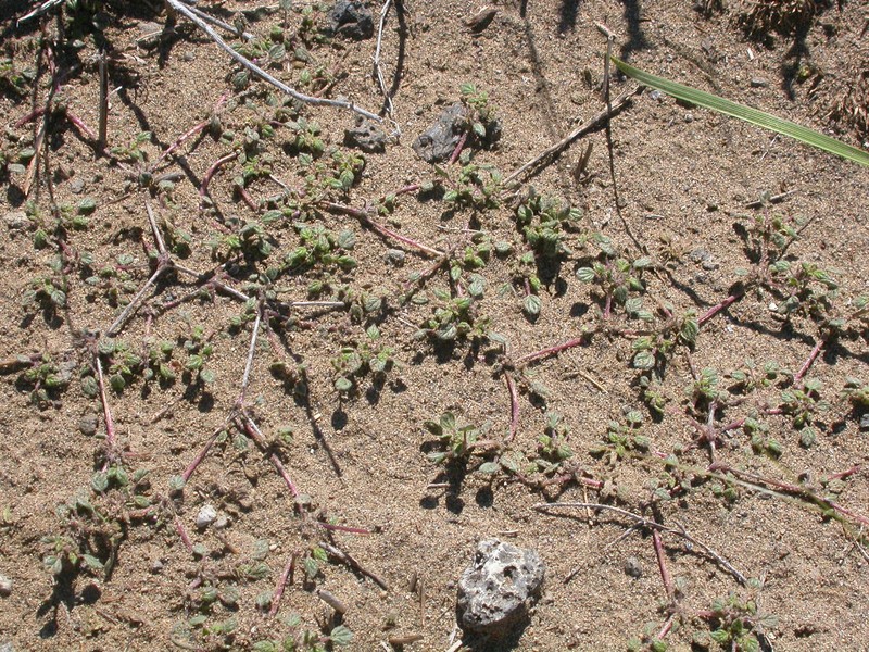 Nuttall's Crinklemat photo 6