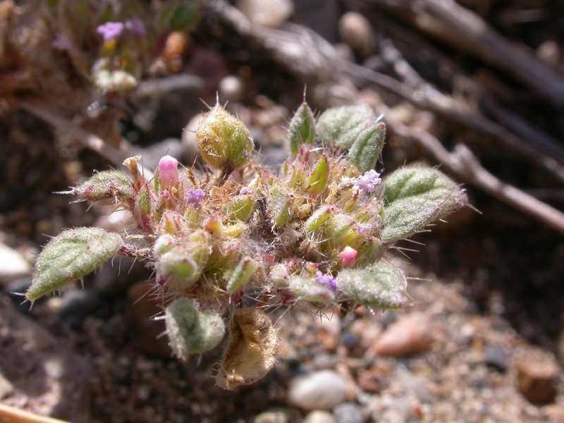 Nuttall's Crinklemat