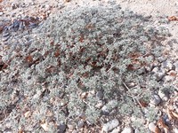 Tiquilia paronychioides