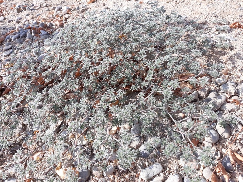 Tiquilia paronychioides