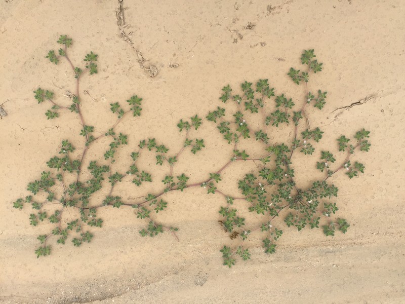 Tiquilia paronychioides photo 2