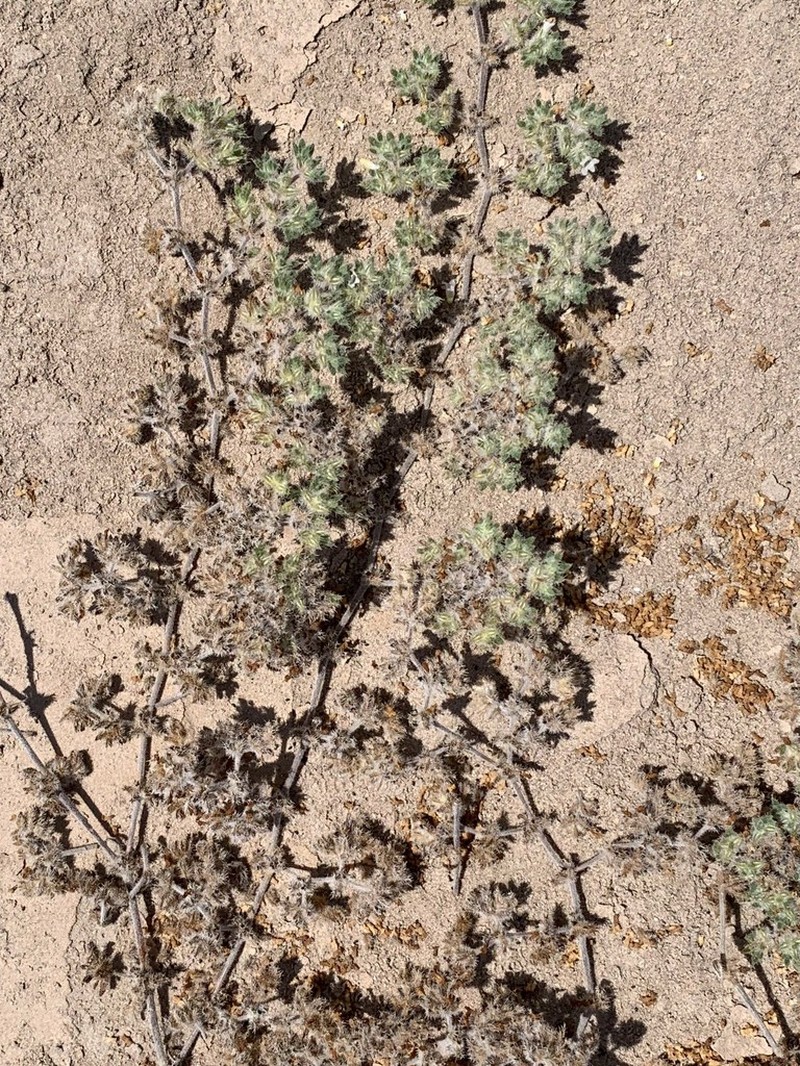 Tiquilia paronychioides photo 3