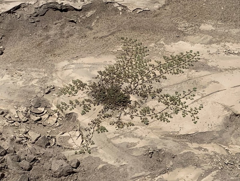 Tiquilia paronychioides photo 4