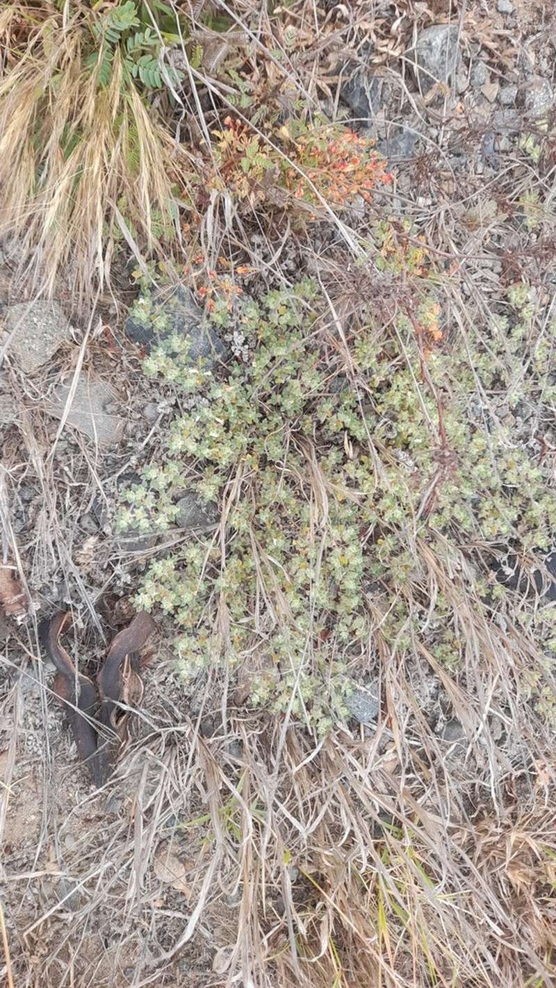 Tiquilia paronychioides photo 5