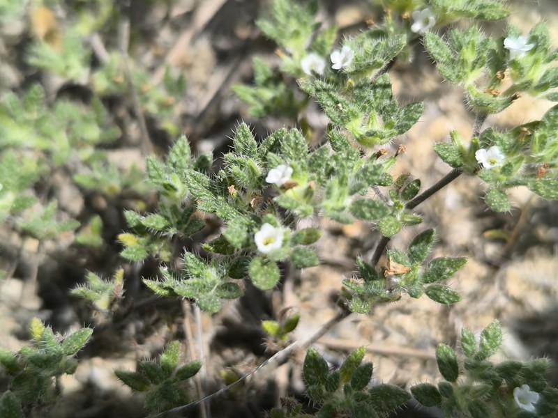 Tiquilia paronychioides photo 6
