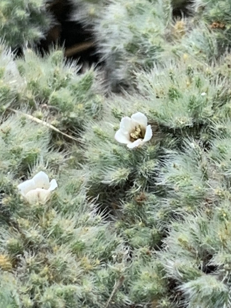 Tiquilia paronychioides photo 7