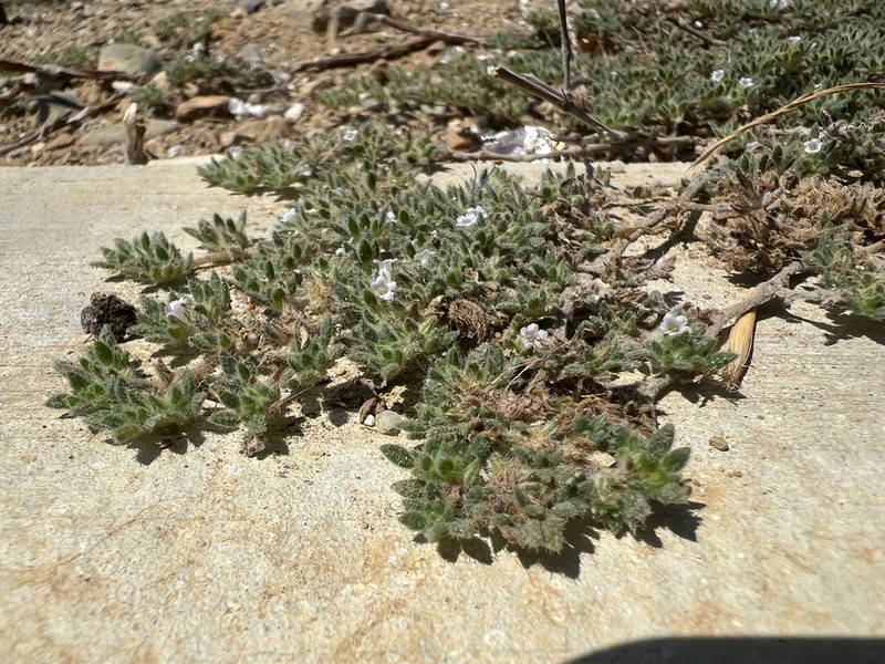 Tiquilia paronychioides photo 8