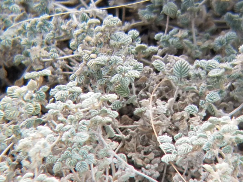Fanleaf Crinklemat photo 5