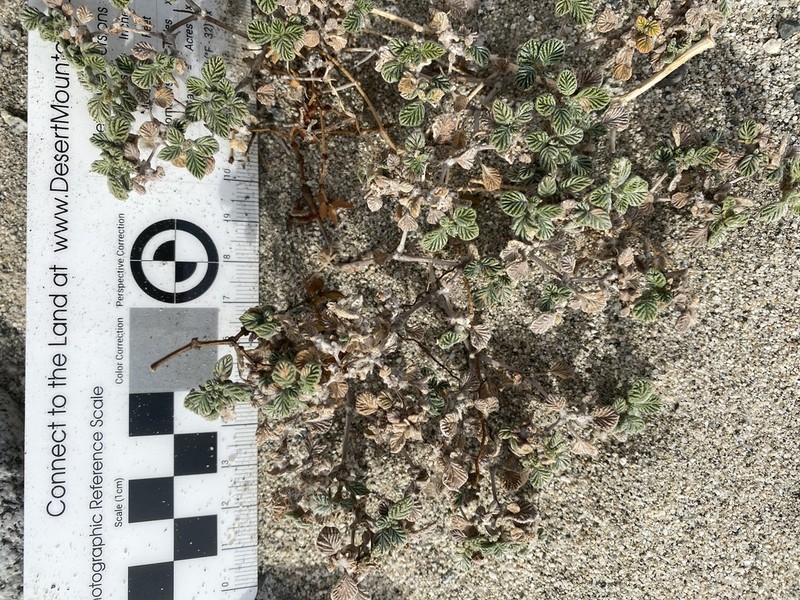 Fanleaf Crinklemat photo 6