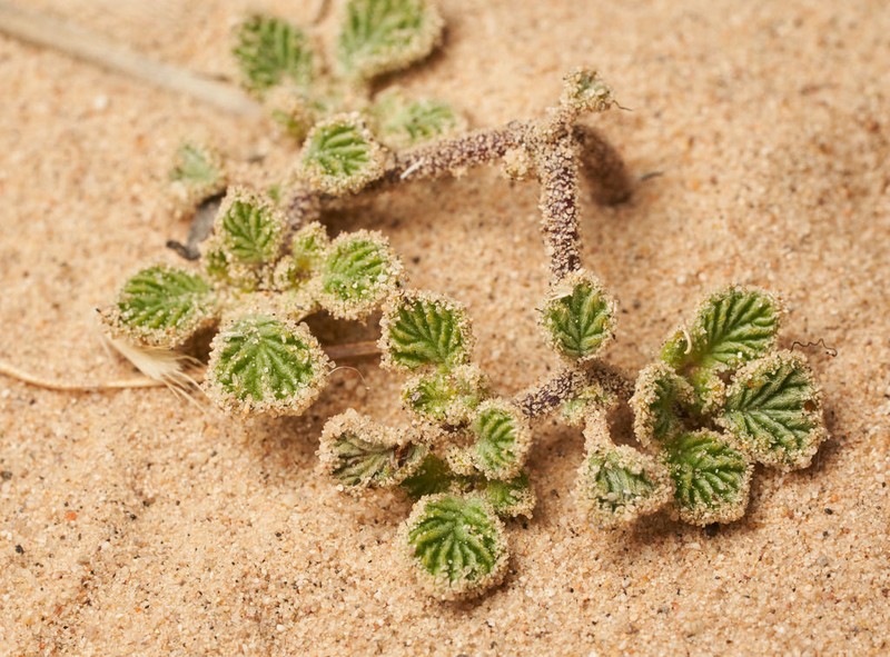 Fanleaf Crinklemat photo 8