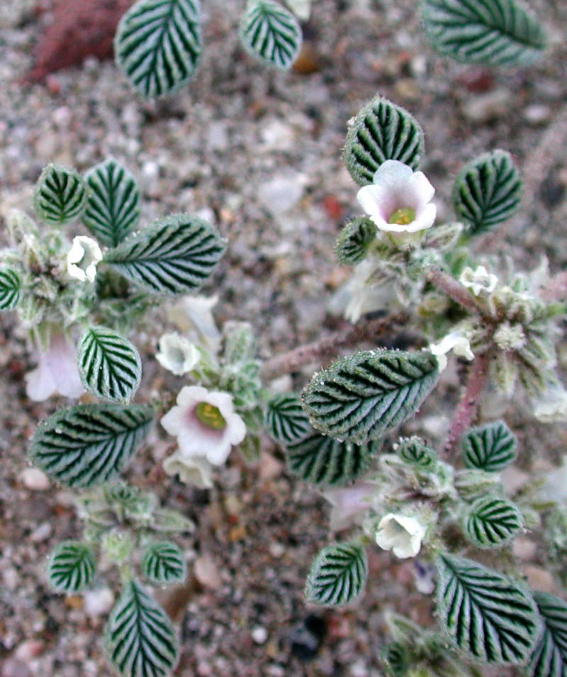 Fanleaf Crinklemat photo 2