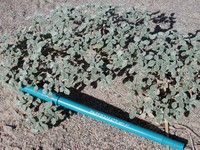 Fanleaf Crinklemat