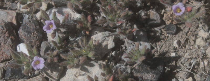 Tiquilia purpusii