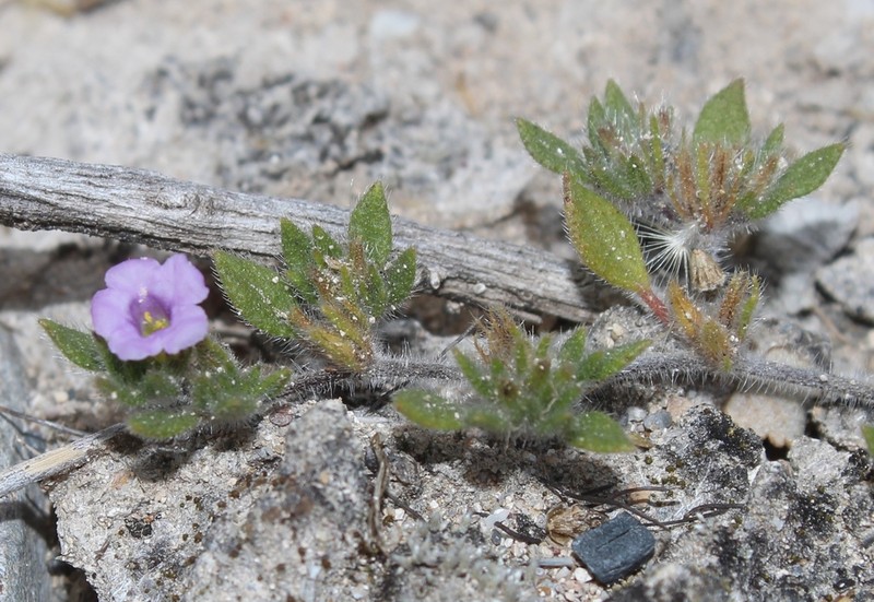 Tiquilia purpusii photo 2
