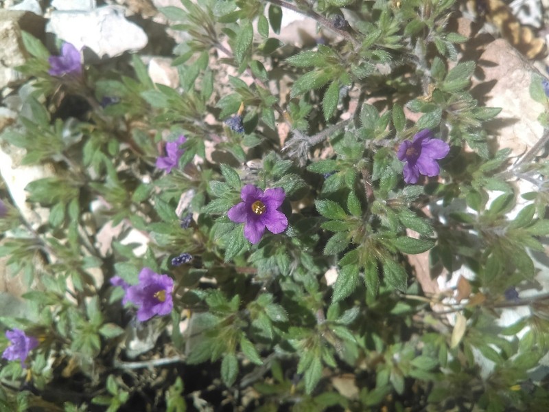 Tiquilia purpusii photo 3