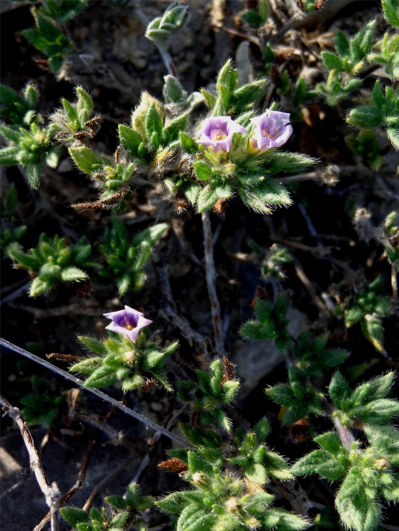 Tiquilia purpusii photo 4
