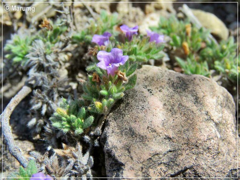 Tiquilia purpusii photo 5