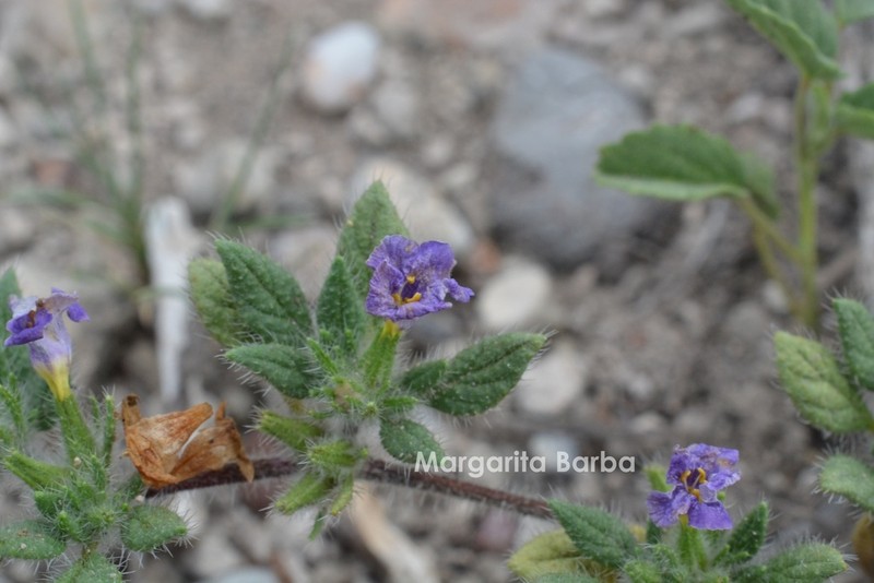 Tiquilia purpusii photo 6