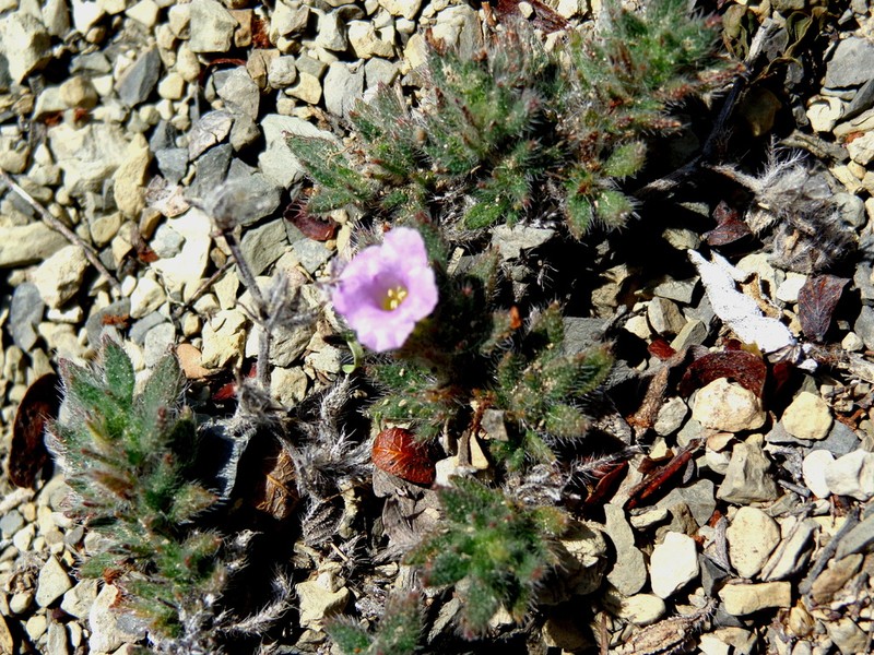 Tiquilia purpusii photo 7