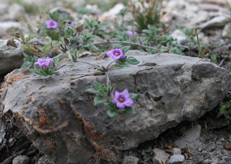 Tiquilia purpusii photo 8