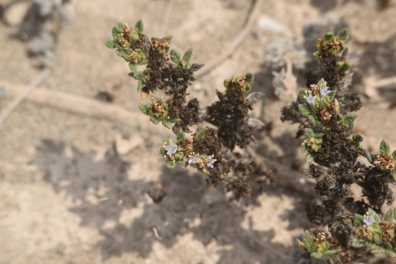 Tiquilia simulans