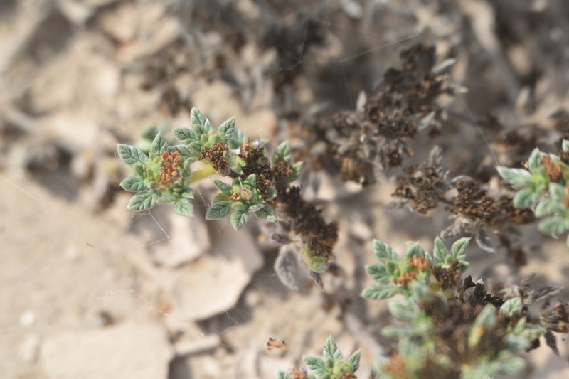 Tiquilia simulans photo 2