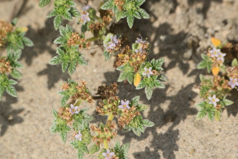Tiquilia simulans photo 3