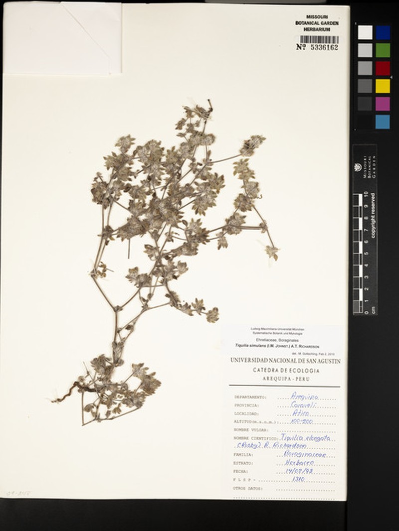 Tiquilia simulans photo 4
