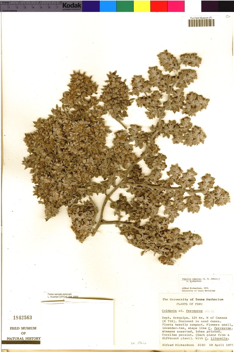 Tiquilia simulans photo 5