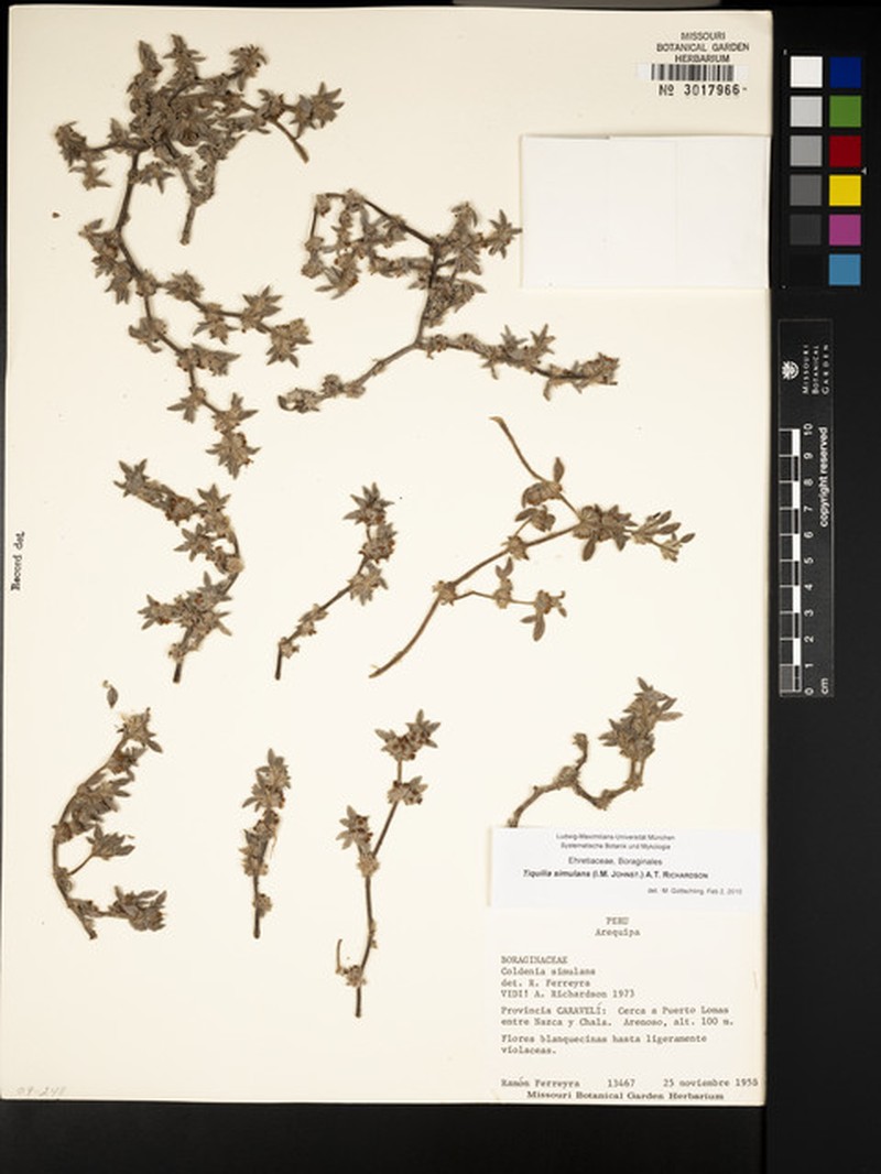 Tiquilia simulans photo 6