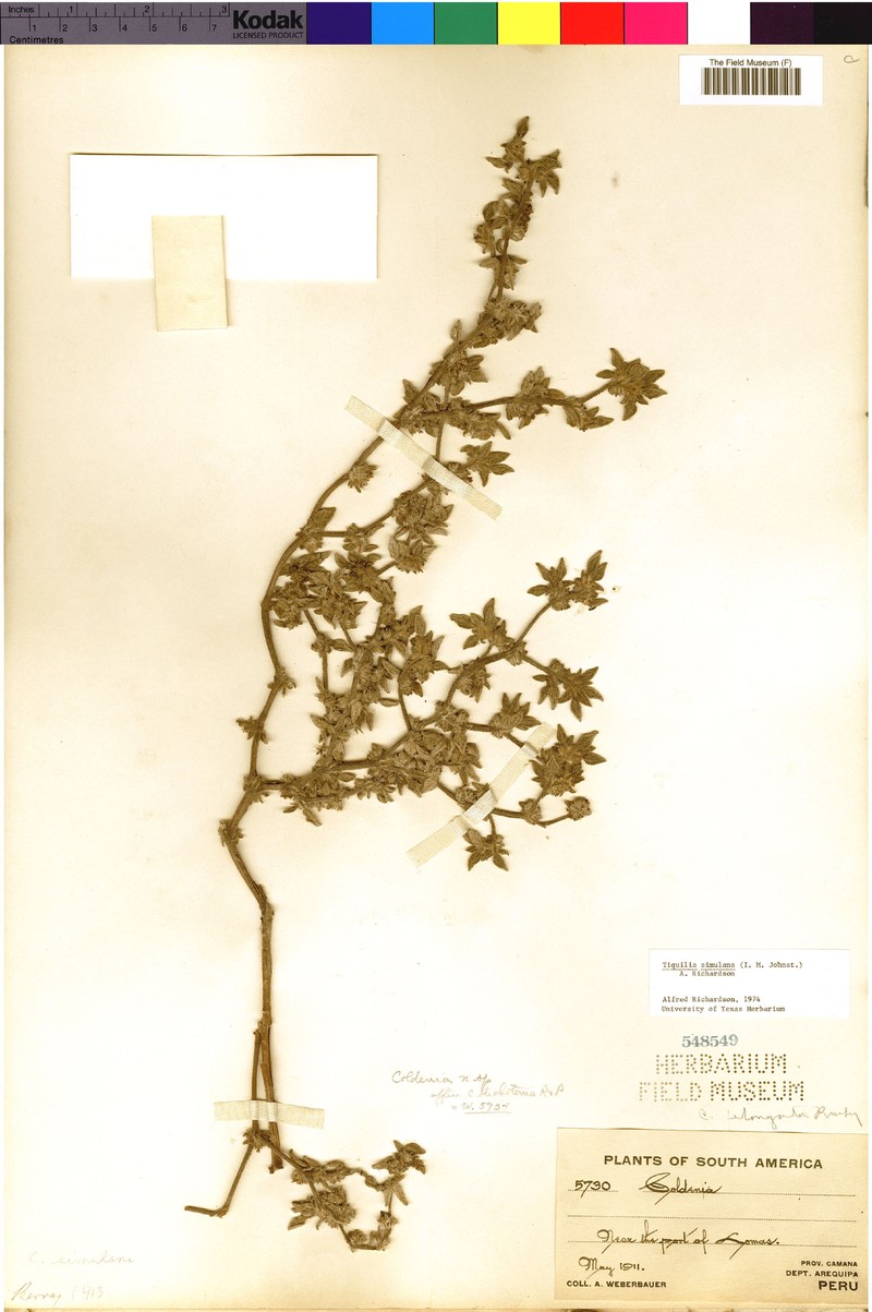 Tiquilia simulans photo 7