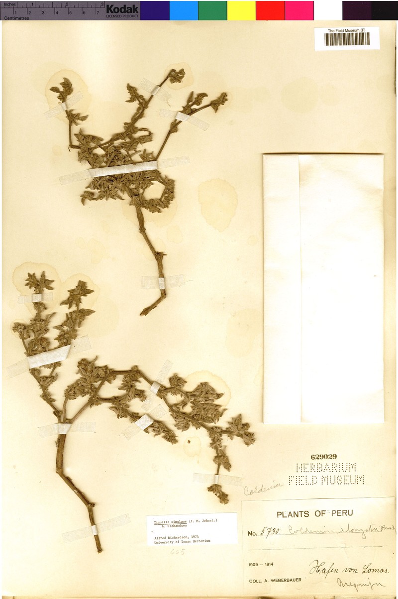Tiquilia simulans photo 8