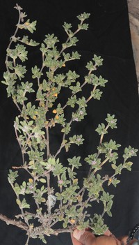 Tiquilia tacnensis