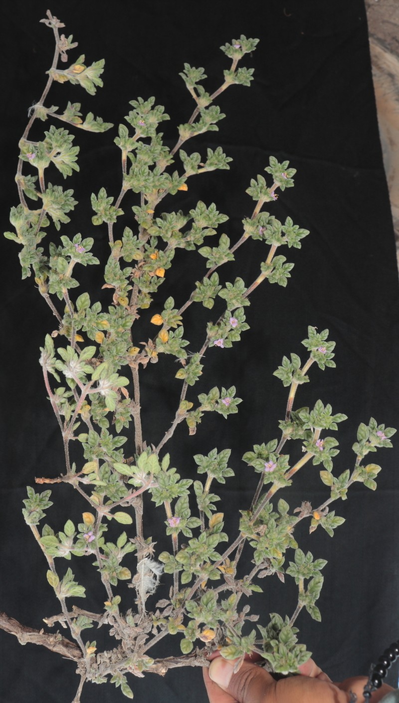 Tiquilia tacnensis