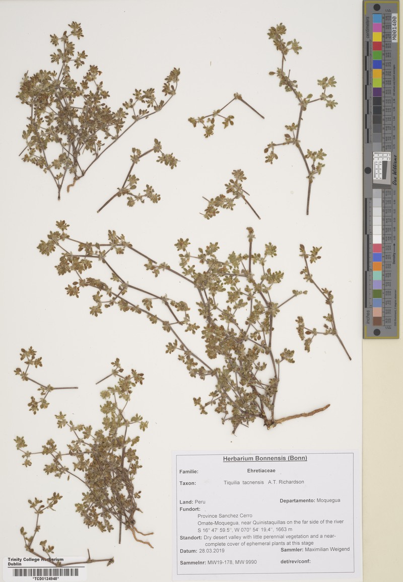 Tiquilia tacnensis photo 2