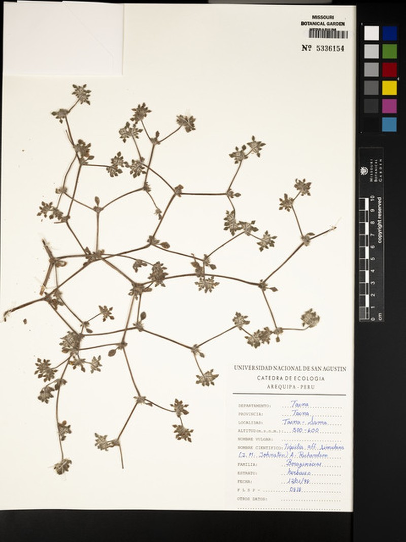 Tiquilia tacnensis photo 3