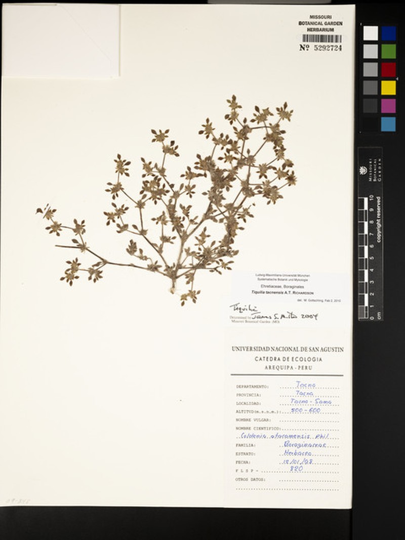Tiquilia tacnensis photo 4