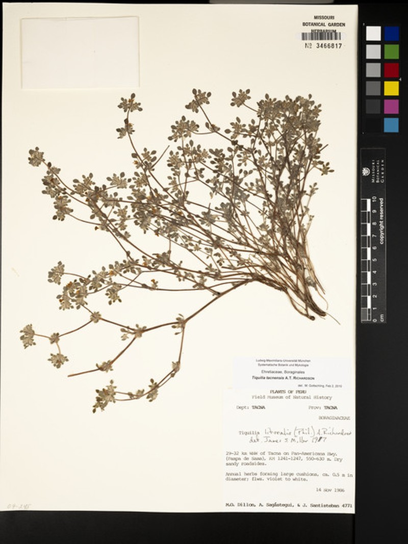 Tiquilia tacnensis photo 5