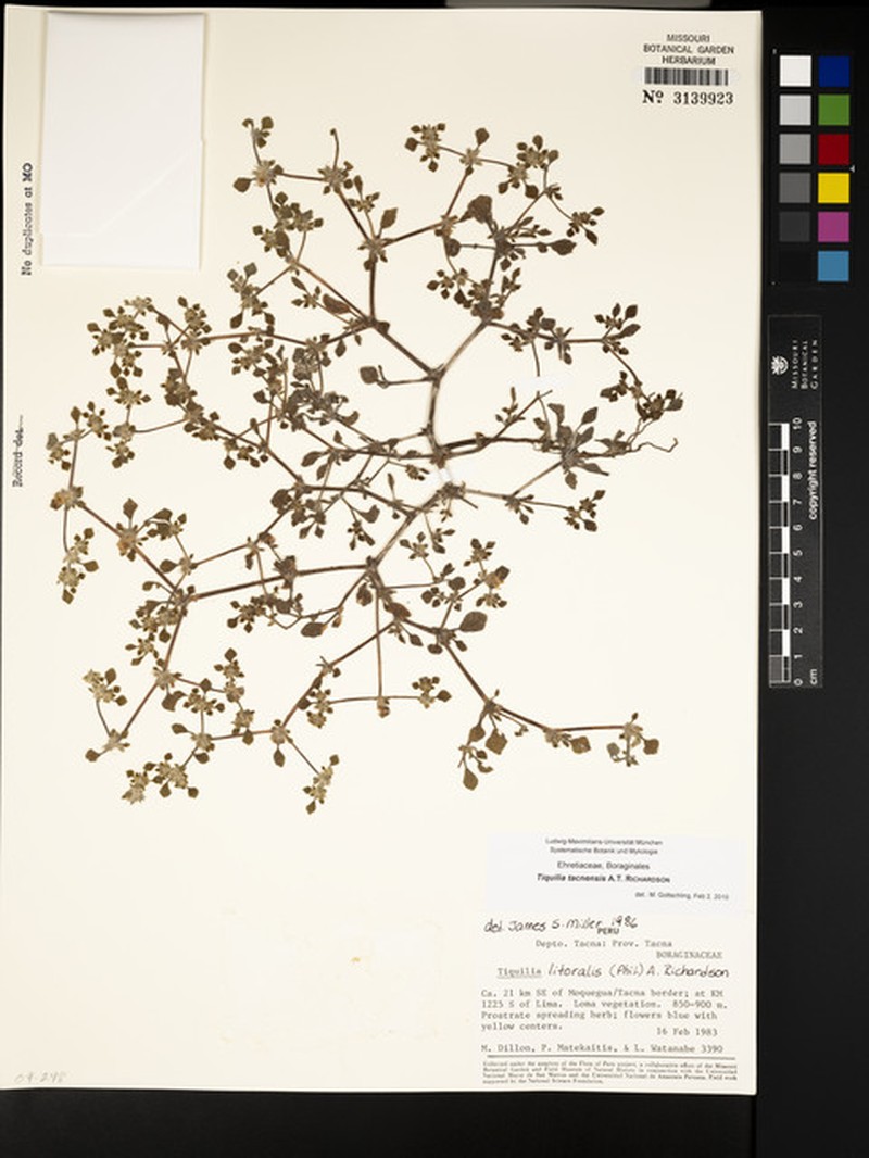 Tiquilia tacnensis photo 6